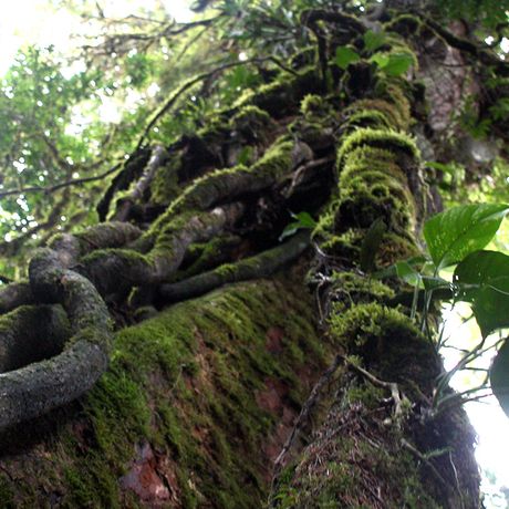 Costa Rica Auswüchse am Baum Die besonderen klimatischen Bedingungen sorgen für spezielle Baumformationen im Nebelwald