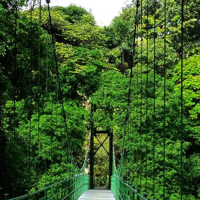 Costa Rica Hängebrücke Sarapiquí