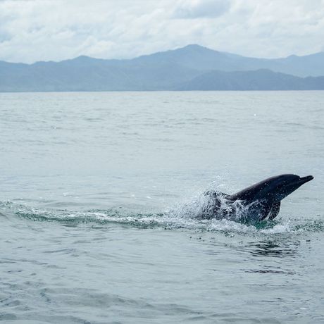Blick auf einen Delfin