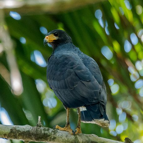 Costa Rica ist Heimat vieler endemischer Vogelspezies