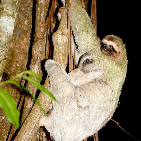 Entdecken Sie die faszinierende Welt tropischer, nachtaktiver Tiere und Insekten