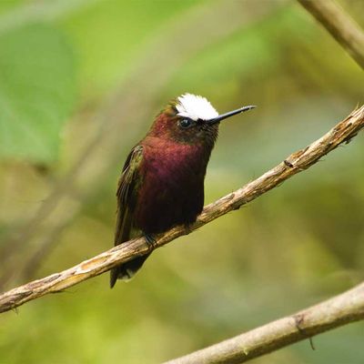 Vogelbeobachtung im CATIE-Institut für Beginner 01