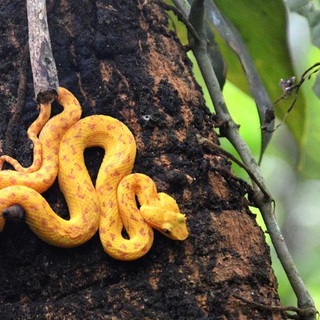 Costa Rica Versteckte Schlange Halten Sie in den Nationalparks Ausschau nach exotischen Tieren und Pflanzen