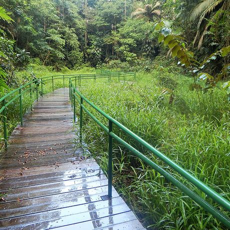 Wanderweg auf Bohlen durch das Schilf in der biologischen Station La Selva