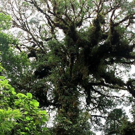 Costa Rica Immergrüner Wald Der immergrüne Wald Monteverdes beherbergt einzigartige Baumformationen