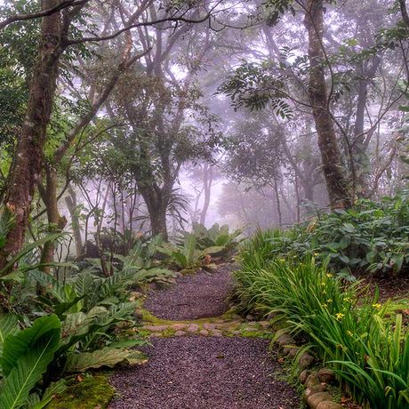 Blick auf einen Wanderweg nahe des Hotel Monteverde Lodge