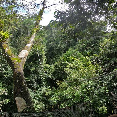 Blick in den Wald bei der Canyoneering und Canopy Tour