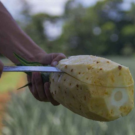 Auf der Plantage wird vor Ihren Augen die Ananas geerntet. 