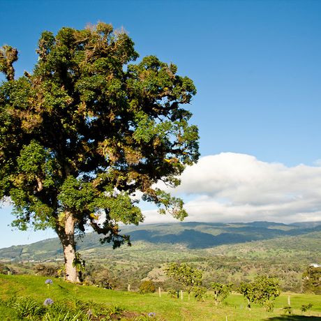 Poas Volcano Lodge Baum Blick auf einen Baum