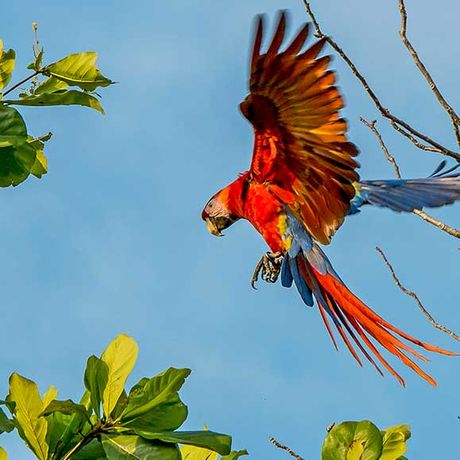 Roter Ara im Anflug auf einen Baum