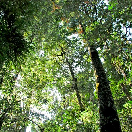 Bungalow Dantica Cloud Forest Lodge Aussenansicht 03 Blick in die Baumkronen im Garten der Bungalow Dantica Cloud Forest Lodge