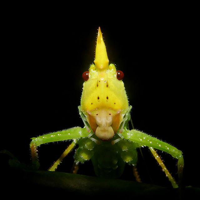 Die nächtliche Tierwelt erkunden-01