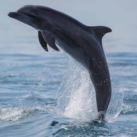 Seitenansicht von Delfin der aus dem Meer springt.