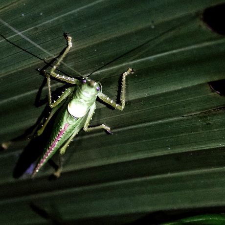 Bei Nacht erwacht der Dschungel durch die vielen kleine n Insekten.