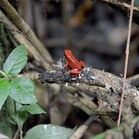 Die bunte Tier- und Pflanzenwelt eines der schönsten Nationalparks Costa Ricas