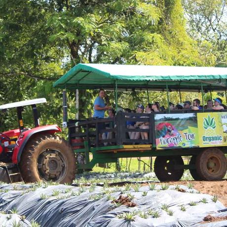 Mit einem Traktor geht es über die Plantage