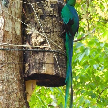 Urwaldwanderung Cloudbridge Quetzal Halten Sie Ausschau nach dem sagenumwobenen Quetzal