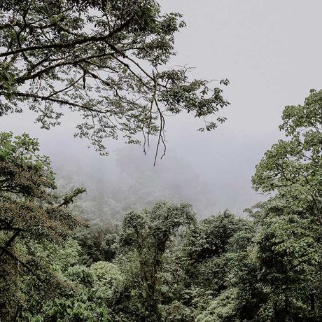 Costa Rica Nebelwald Bäume