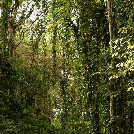 Wandern Sie durch verschiedene Waldtypen so wie den Nebewald oder Regenwald. 