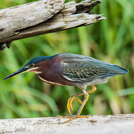 Ihre ornithologische Exkursion kann an Land als auch auf dem Wasser stattfinden.