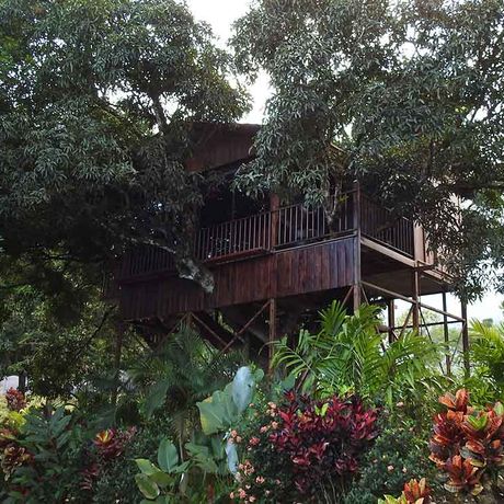 Blick auf das Baumhaus der Heliconias Nature Lodge 