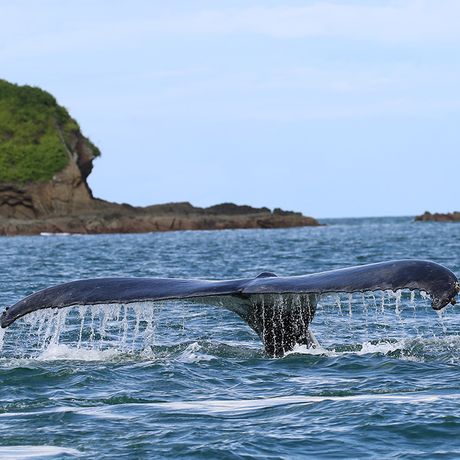 In den warmen Gewässern Costa RIcas tauchen die Kolosse aus dem Meer auf.