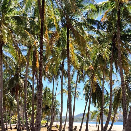 Costa Rica Strand und Meer Palmen Costa Rica Strand und Meer unter Palmen