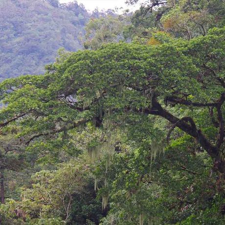 Das Reservat ist von dichter Vegetation besiedelt