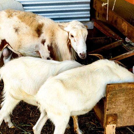 Lernen Sie die geschmackvolle, costa-ricanische Küche in einer traditionellen Umgebung kennen