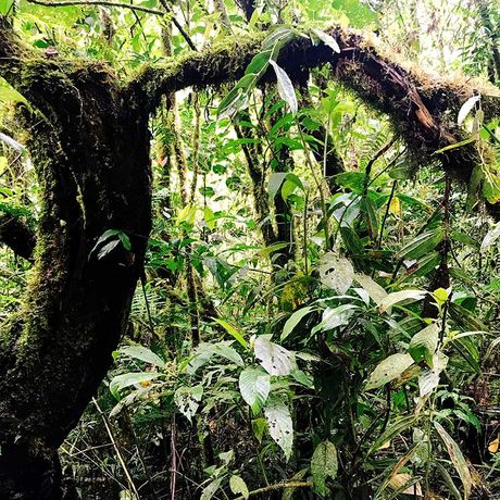 Naturkundliche Exkursion Quetzales 04 Naturkundliche Exkursion Nationalpark Los Quetzales