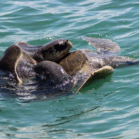 Beobachten sie wie Wale und Delfine aus dem Meer springen und erleben sie Gänsehautmomente in der freien Natur auf dem Ozean des Meeresnationalparks Ballena.