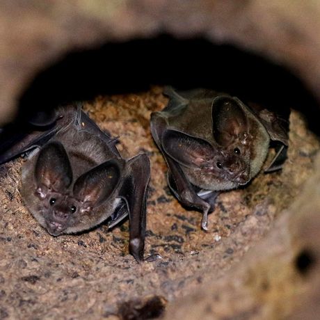 Entdecken Sie die faszinierende Welt tropischer, nachtaktiver Tiere und Insekten
