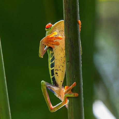 Kletternder Frosch Bunter Frosch erklimmt Halm