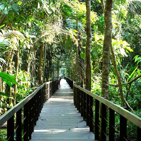 Costa Rica Dschungel und Regenwald Wandersteg Costa Rica Dschungel und Regenwald Wandersteg