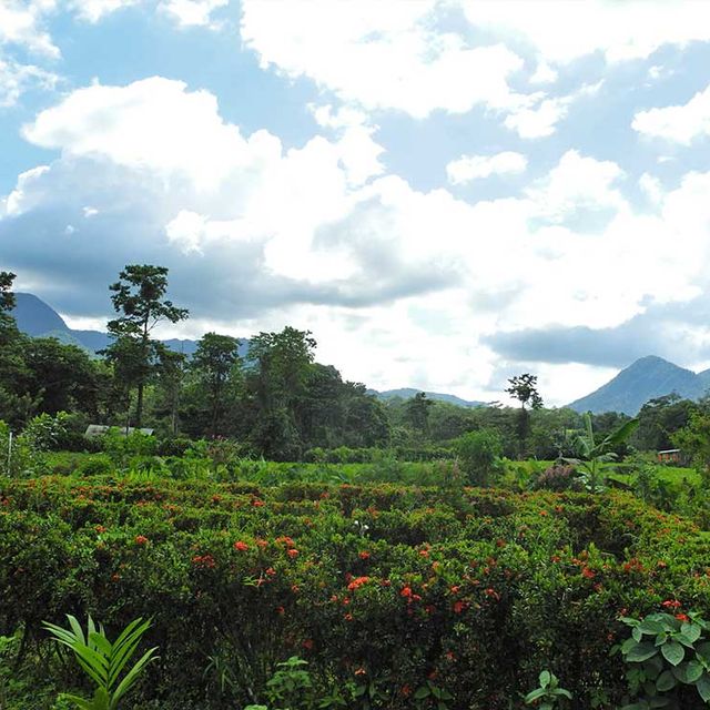 Finca Don Juan Einblick in die Landwirtschaft 08