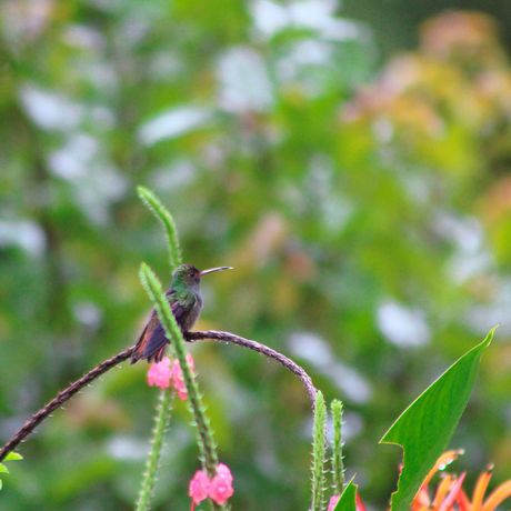 Hotel Sueño Río Celeste Vogel Blick auf einen Vogel