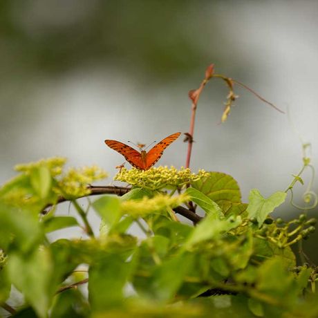 Botanischer Garten 05 Blick auf einen Vanillefalter beim Tagesausflug Botanischer Garten