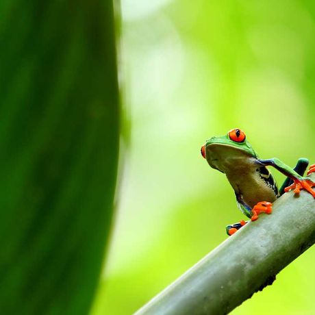 Foto eines Frosches im Boutique-Hotel Hacienda La Isla Lodge