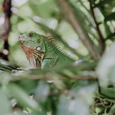 Costa Rica Getarnter Leguan In der üppigen Natur fallen gut getarnte Tiere oftmals erst beim zweiten Blick auf.