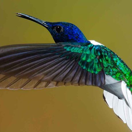 Vogelbeobachtung im Nationalpark Quetzales Hautnah Dank der Ausrüstung Ihres Naturguides haben Sie die Möglichkeit, Vögel aus nächster Nähe zu betrachten