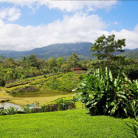 Bungalow Anita Rainforest Lodge Aussenanlage 03 Aussicht auf den Regenwald nahe der Bungalow Anita Rainforest Lodge