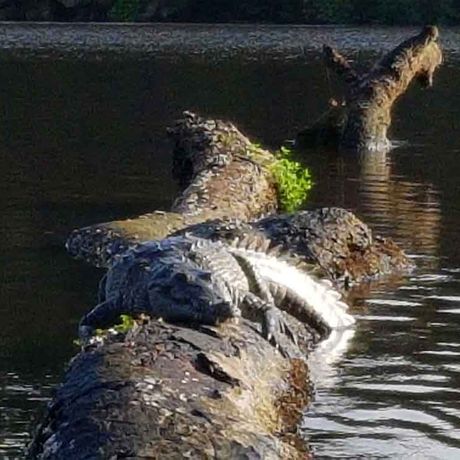 Krokodil auf einem Baumstamm liegend auf dem Fluss Tortuguero Blick auf ein Krokodil