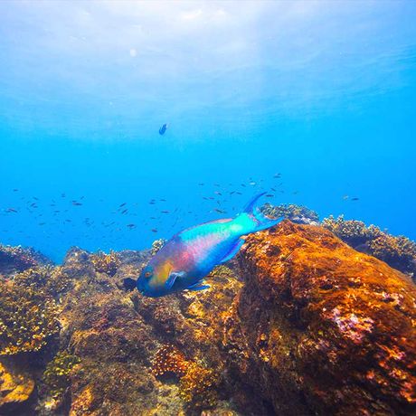 Blick auf einen Papageifisch beim Schnorcheln im Nationalpark Marino Ballena