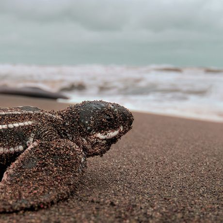 Las Baulas Meeresnationalpark 01 Eine kleine, frisch geschlüpfte und mit Sand bedeckte Lederschildkröte macht sich auf dem Weg ins Meer.