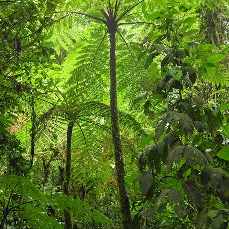 Costa Rica Dschungel und Regenwald Farn Costa Rica Dschungel und Regenwald Farn
