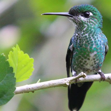 Costa Rica Kolibri auf Ast Kolibris sind häufige Begleiter in der Region. Beobachten Sie die flinken Vögel auf der Suche nach Nektar.