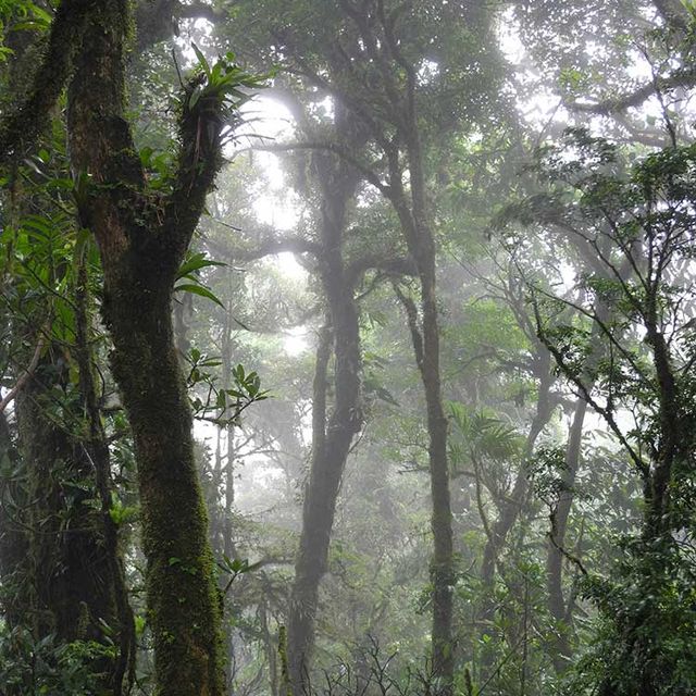 Wanderung im Nationalpark Monteverde 04
