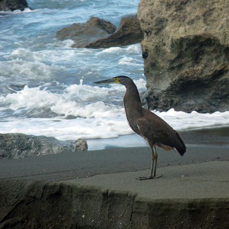 Ein Reiher steht majestätisch im Sand. Im Hintergrund ist das bewegte Meer. Die Felsen werden von weissen Schaumkronen umspült.