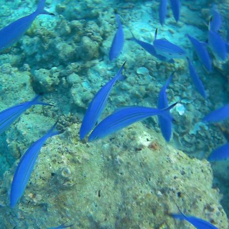 Blick auf Fische beim Schnorcheln im Nationalpark Cahuita