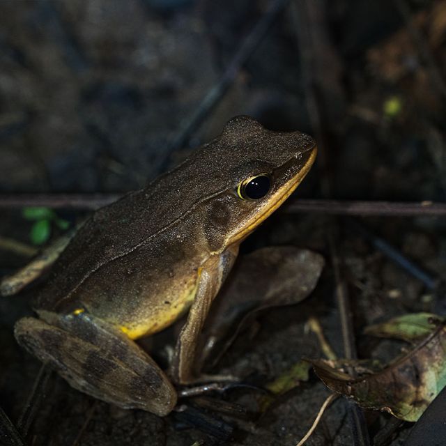 Brauner Frosch